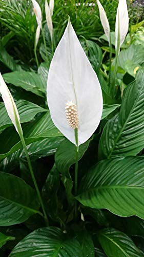5 Live Plants in 6 Inch Pots Spathiphyllum N406197