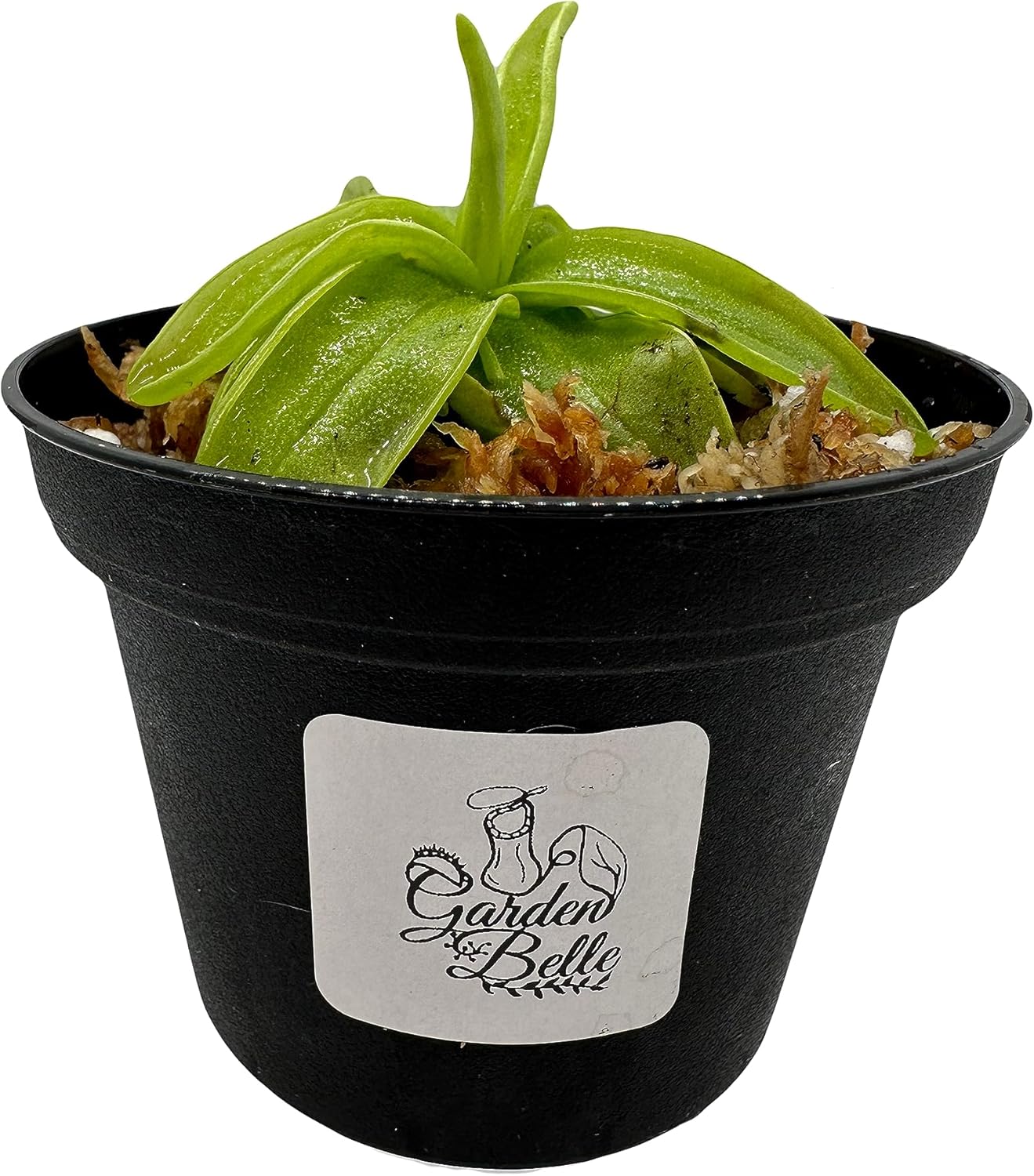 Carnivorous Plant in 3" Pot F4469