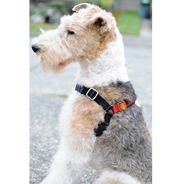 Body Halter Dog Harness Y409