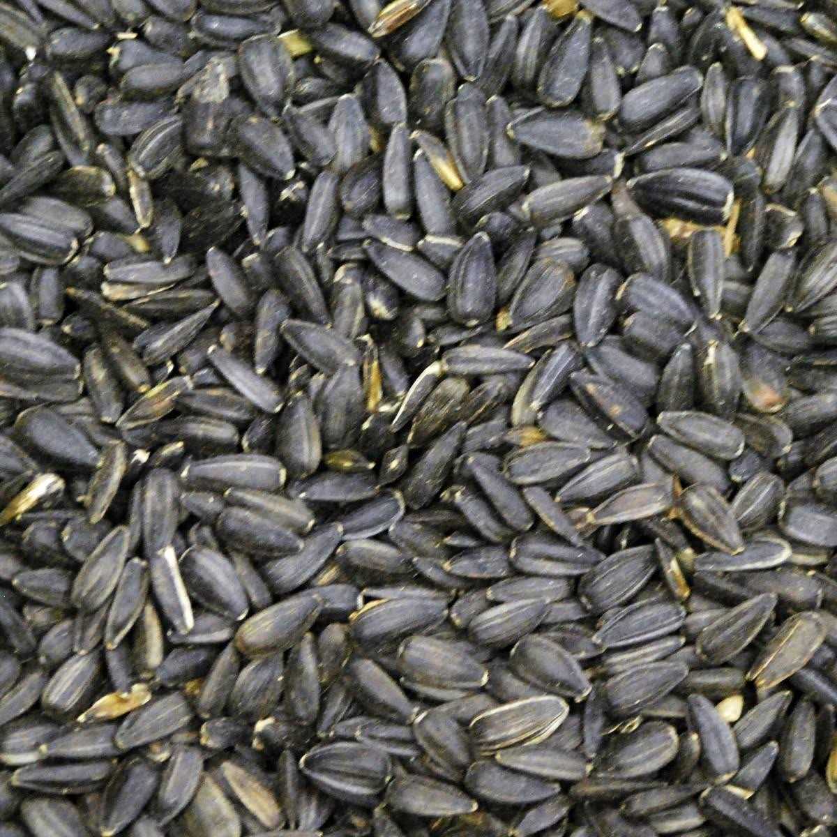 50 lbs Black Oil Sunflower Wild Bird Feed K732
