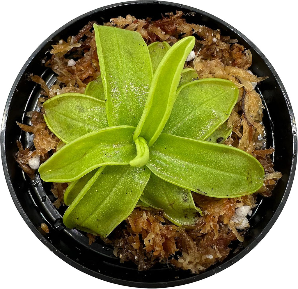 Carnivorous Plant in 3" Pot F4469