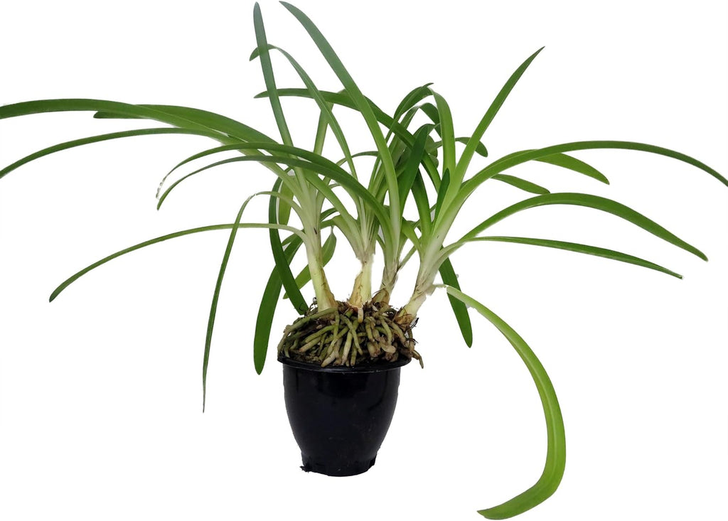 Blue African Lily 4" Pot V17238