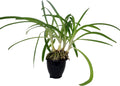 Blue African Lily 4" Pot V17238