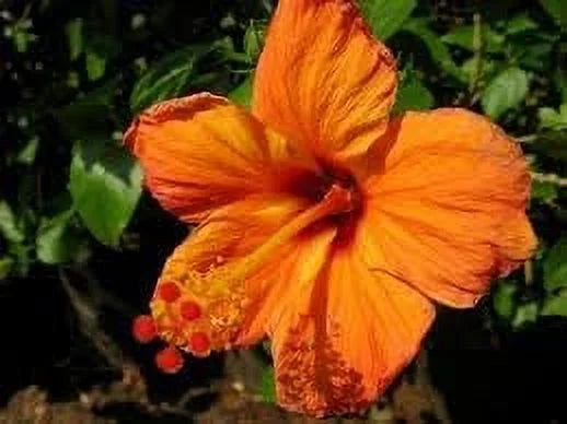 4" Pot Tropical Hibiscus L50031