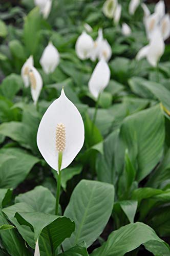 5 Live Plants in 6 Inch Pots Spathiphyllum N406197