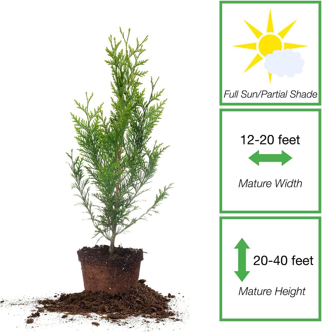 5-Pack Evergreen Arborvitae Shrub X937293