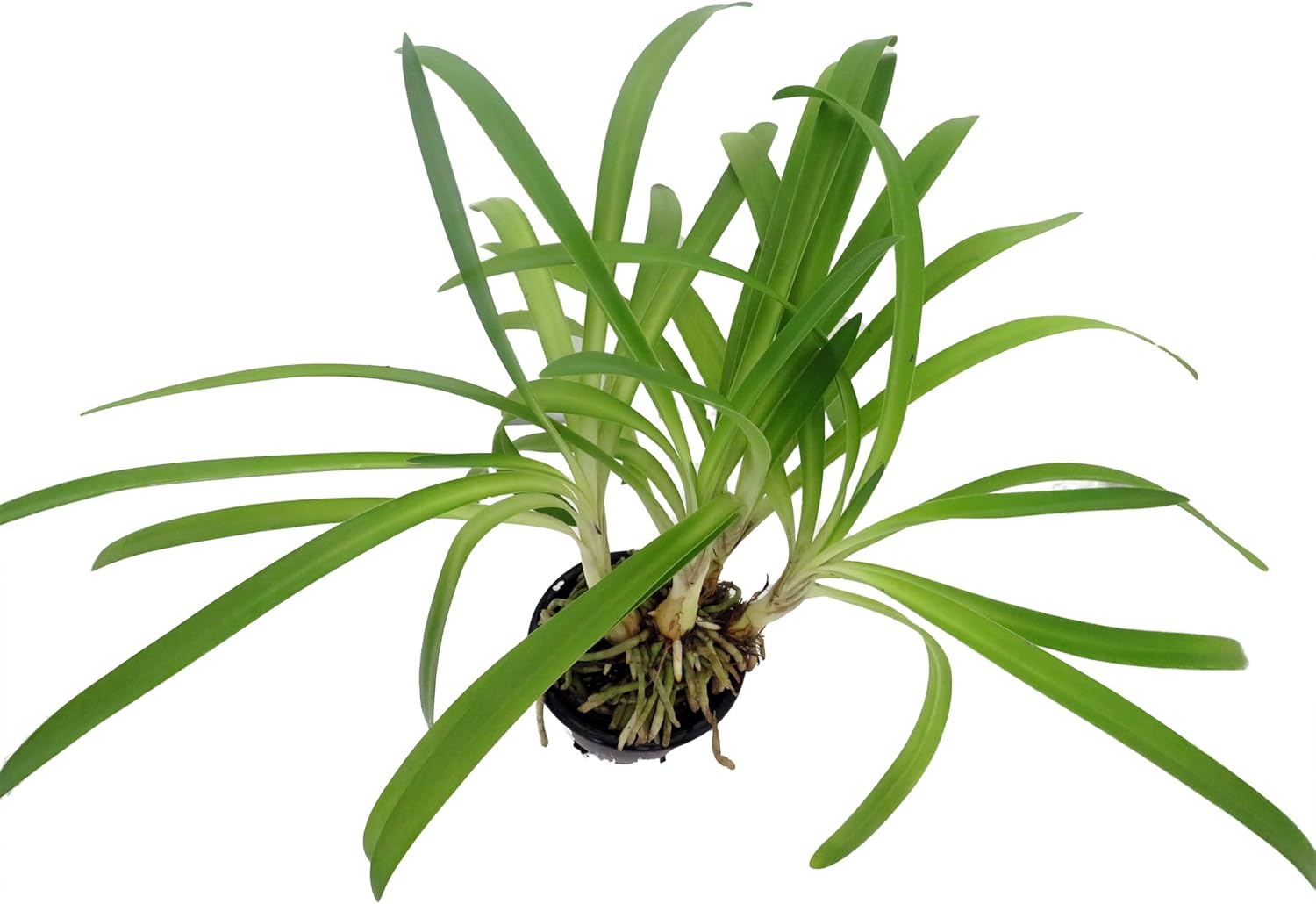 Blue African Lily 4" Pot V17238