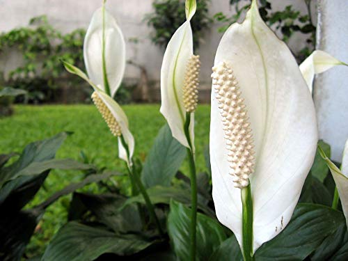 5 Live Plants in 6 Inch Pots Spathiphyllum N406197