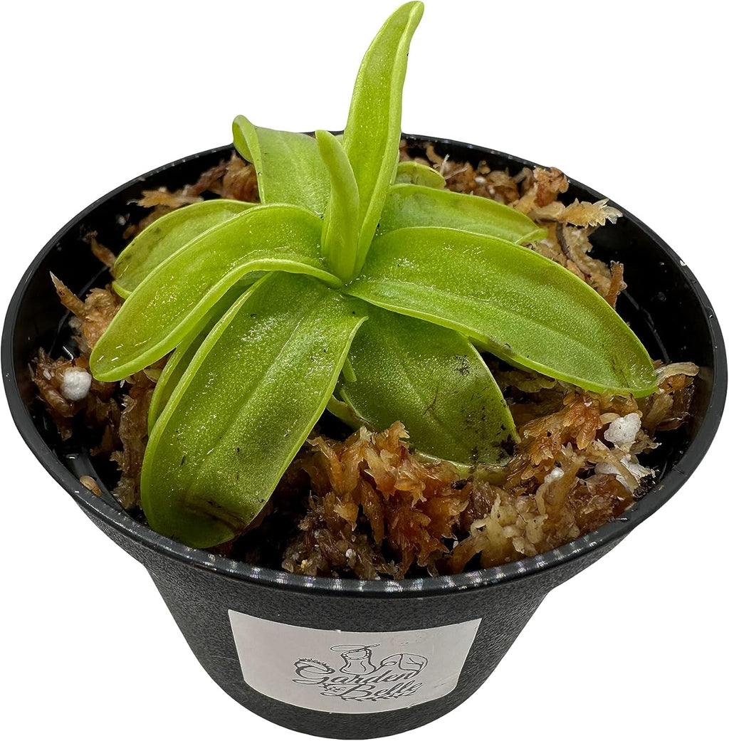 Carnivorous Plant in 3" Pot F4469