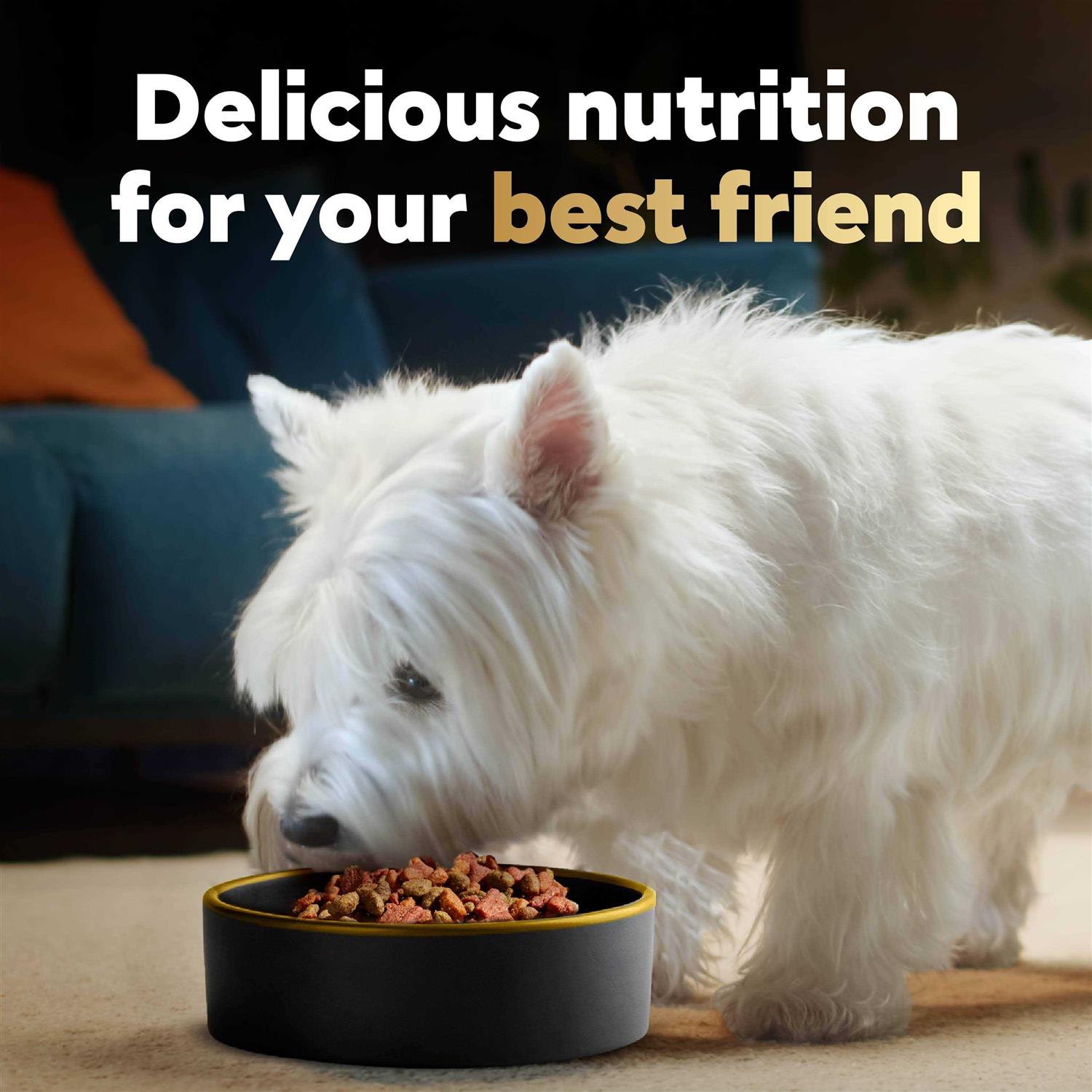 Small Breed Dry Dog Food T323548