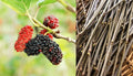 12 cuttings unrooted Mulberry Tree J1517