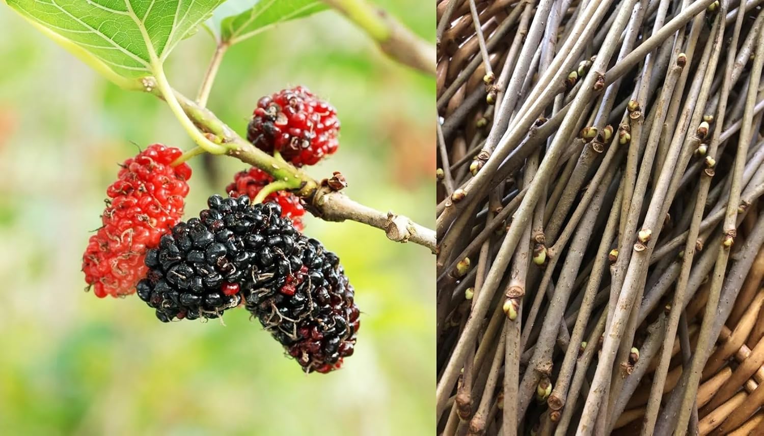12 cuttings unrooted Mulberry Tree J1517