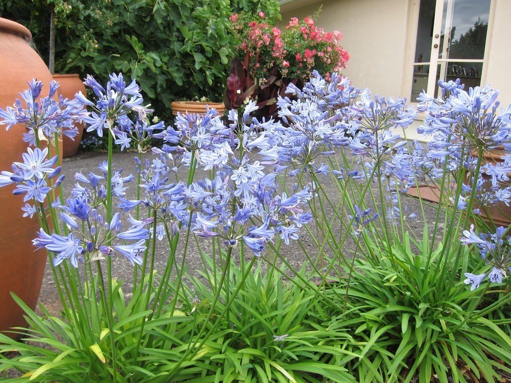 30 Live Blooming Ornamental Plants N98188