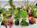 6 Plants in 2.5 inch Pots D592278
