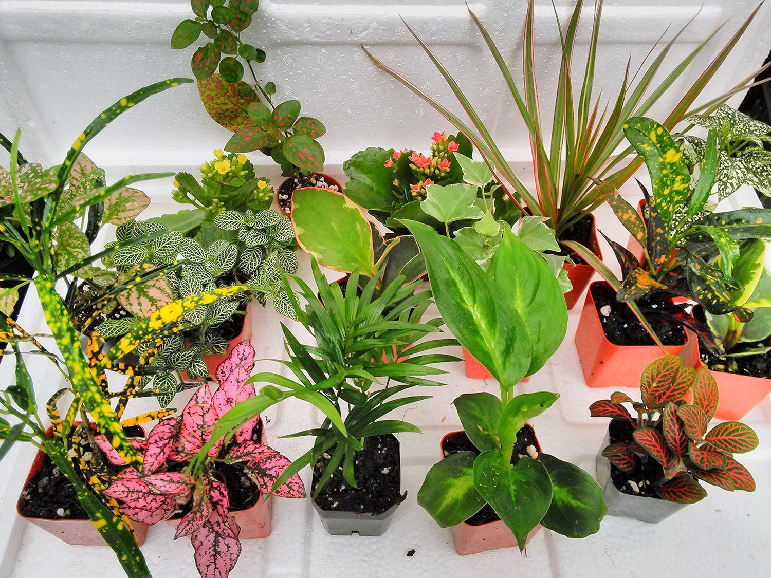 6 Plants in 2.5 inch Pots D592278