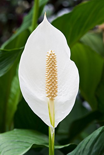 5 Live Plants in 6 Inch Pots Spathiphyllum N406197