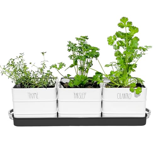 White Metal Herb Pot Planter Set with Tray C16216