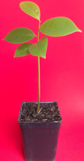 Soursop Potted Starter Plant K705056