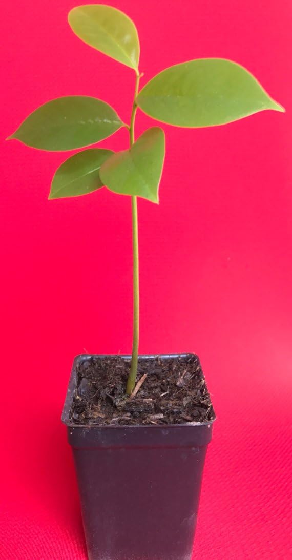 Soursop Potted Starter Plant K705056