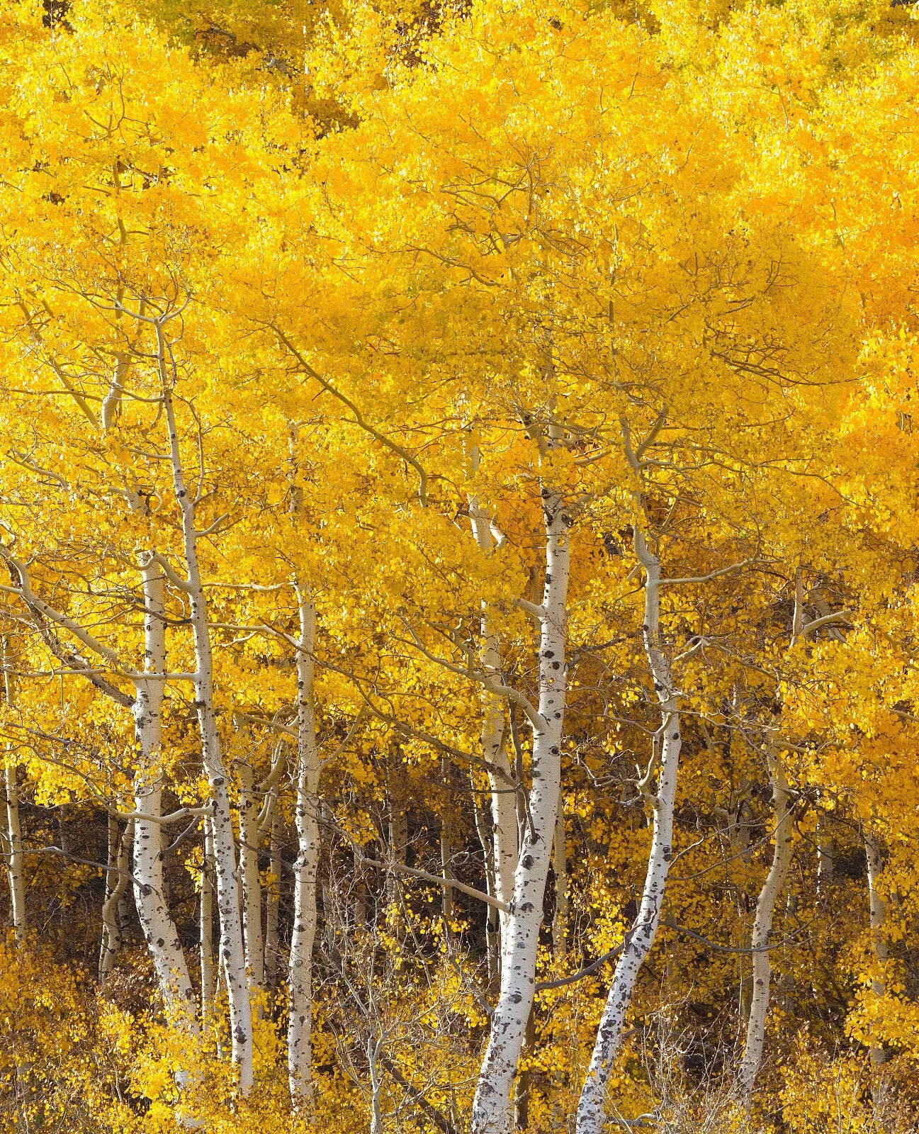 3 Bareroot Quaking Aspen Trees 18-24 Inches Tall H624016