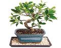 Golden Gate Ficus Indoor Bonsai Tree with Decorative Container, Humidity Tray J261