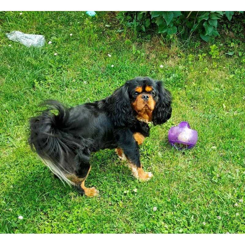 Jumbler Ball Dog Toy A903