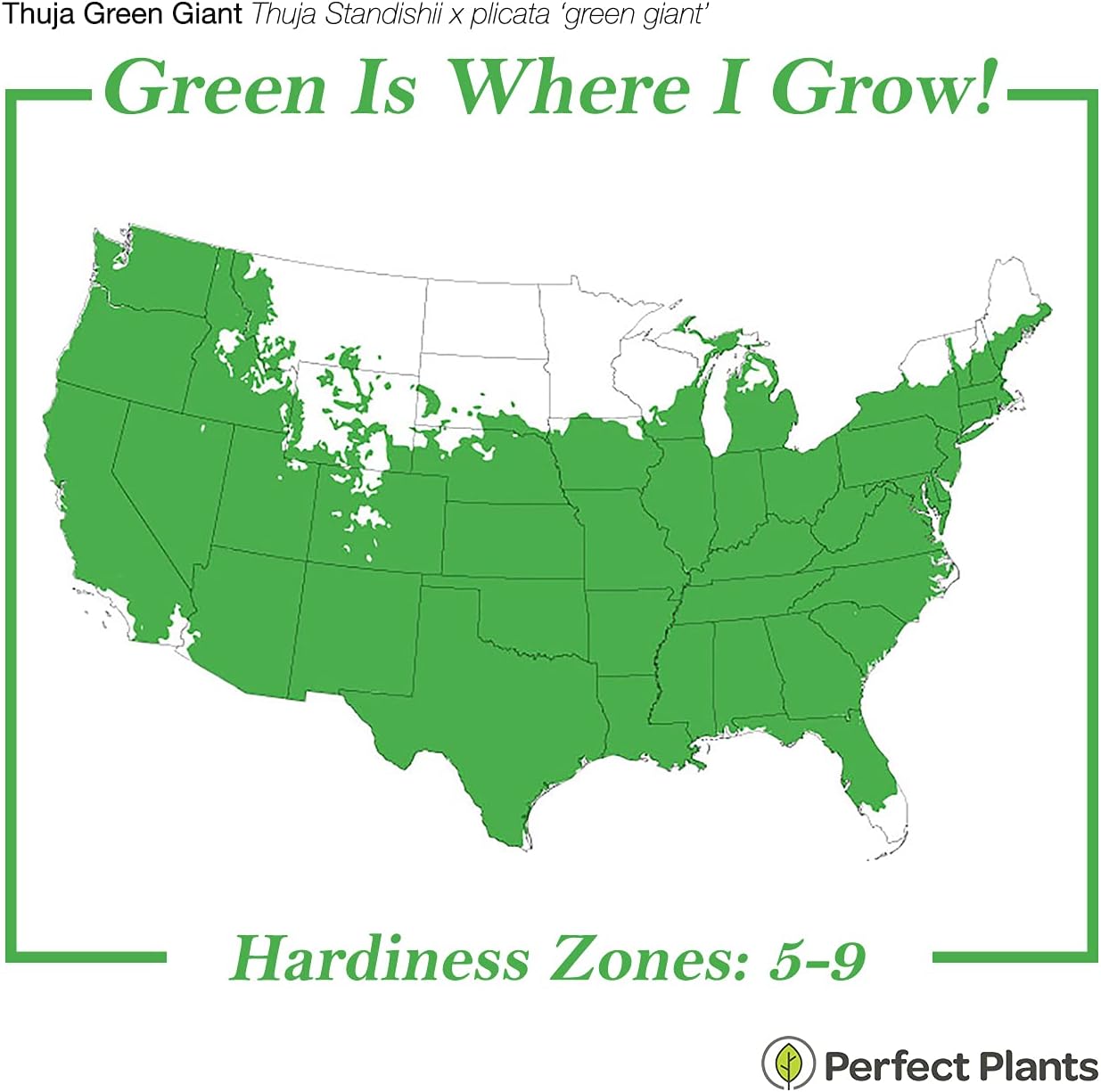 5-Pack Evergreen Arborvitae Shrub X937293