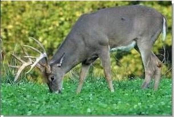 50lb Deer Food Plot Seed Mix I531963