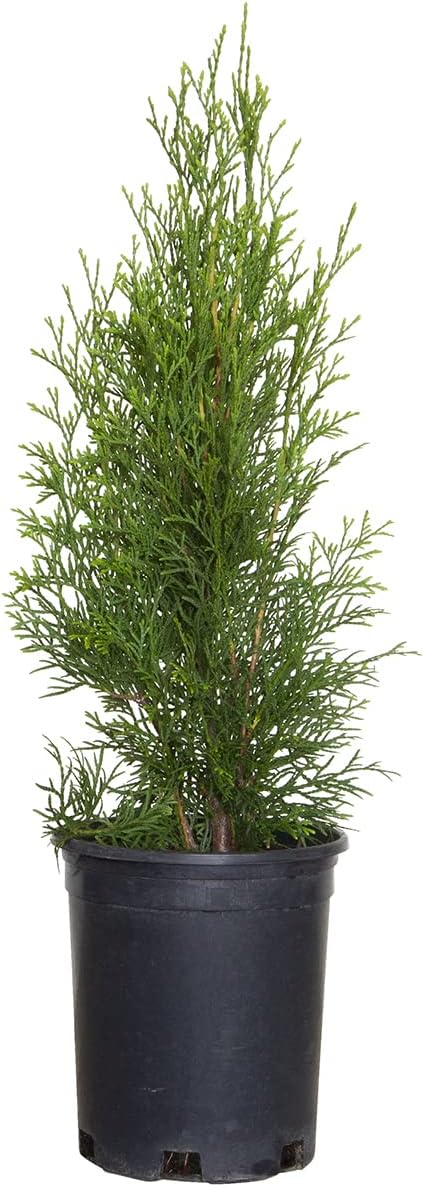 5-Pack Evergreen Arborvitae Shrub X937293