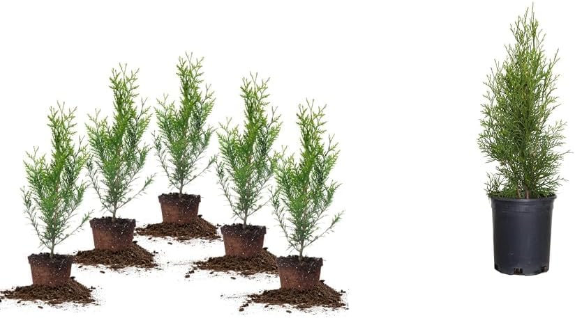 5-Pack Evergreen Arborvitae Shrub X937293