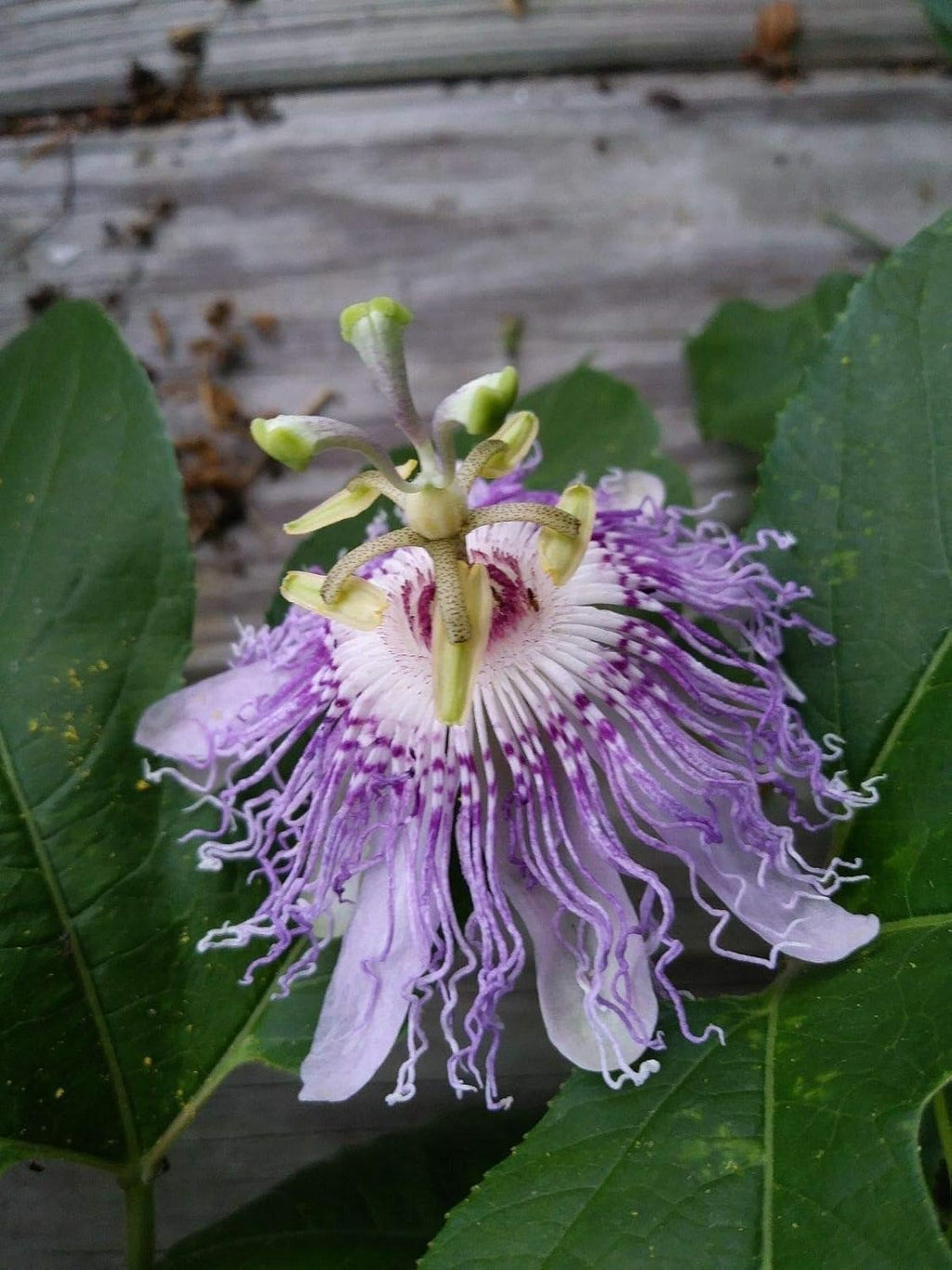 Purple Passion Vine Flower Seeds H8145