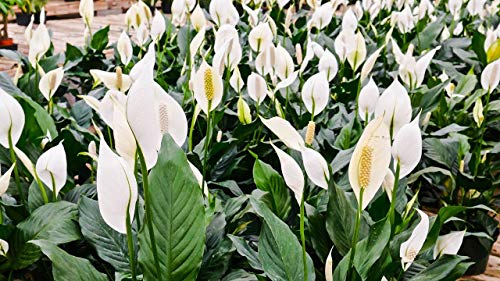 5 Live Plants in 6 Inch Pots Spathiphyllum N406197