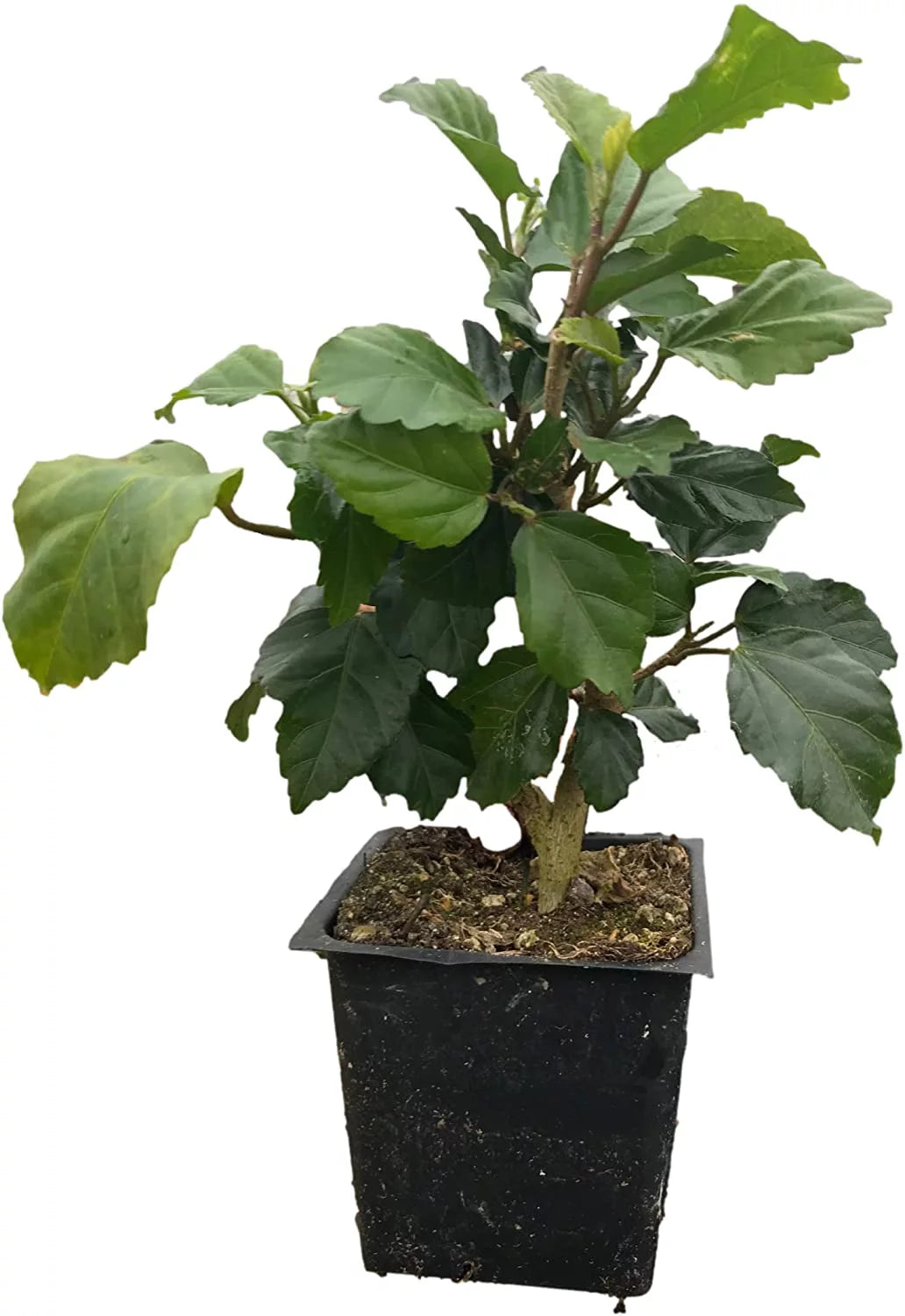 4" Pot Tropical Hibiscus L50031