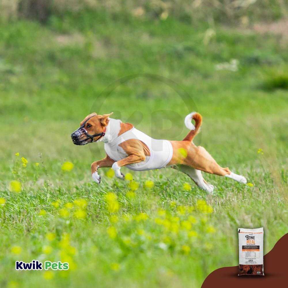 Bone Meal Supplement for Dogs and Cats Z4289