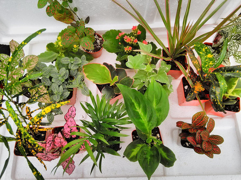 6 Plants in 2.5 inch Pots D592278