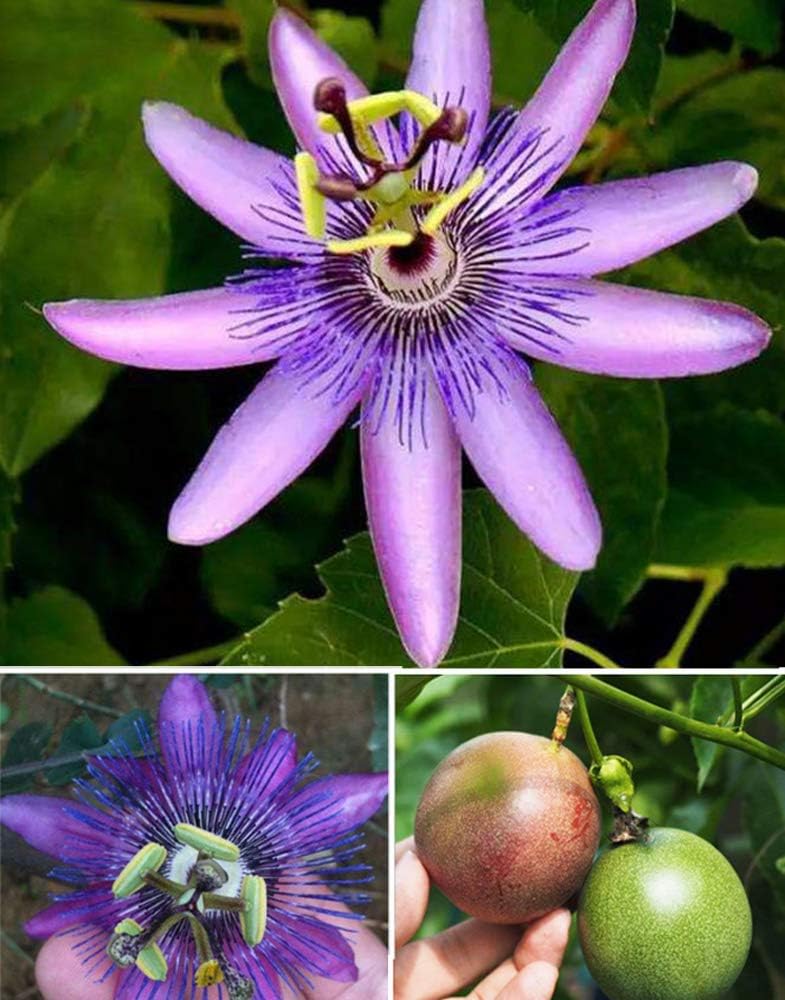 Purple Passion Vine Flower Seeds H8145