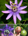 Purple Passion Vine Flower Seeds H8145
