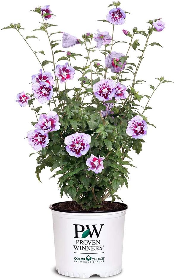 2 Gallon Pillar Hibiscus U366