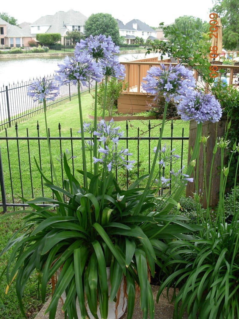 30 Live Blooming Ornamental Plants N98188