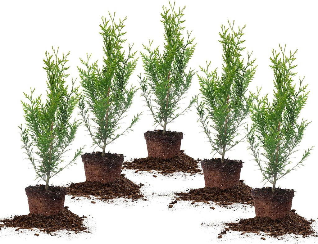 5-Pack Evergreen Arborvitae Shrub X937293