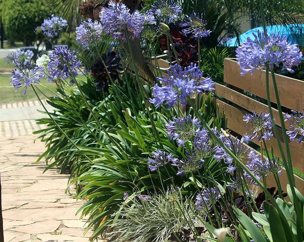 30 Live Blooming Ornamental Plants N98188