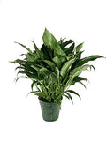 5 Live Plants in 6 Inch Pots Spathiphyllum N406197