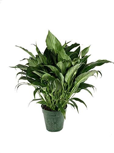 5 Live Plants in 6 Inch Pots Spathiphyllum N406197