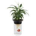 Nature's Aqua-Ponic Planter & Fish Habitat I7212