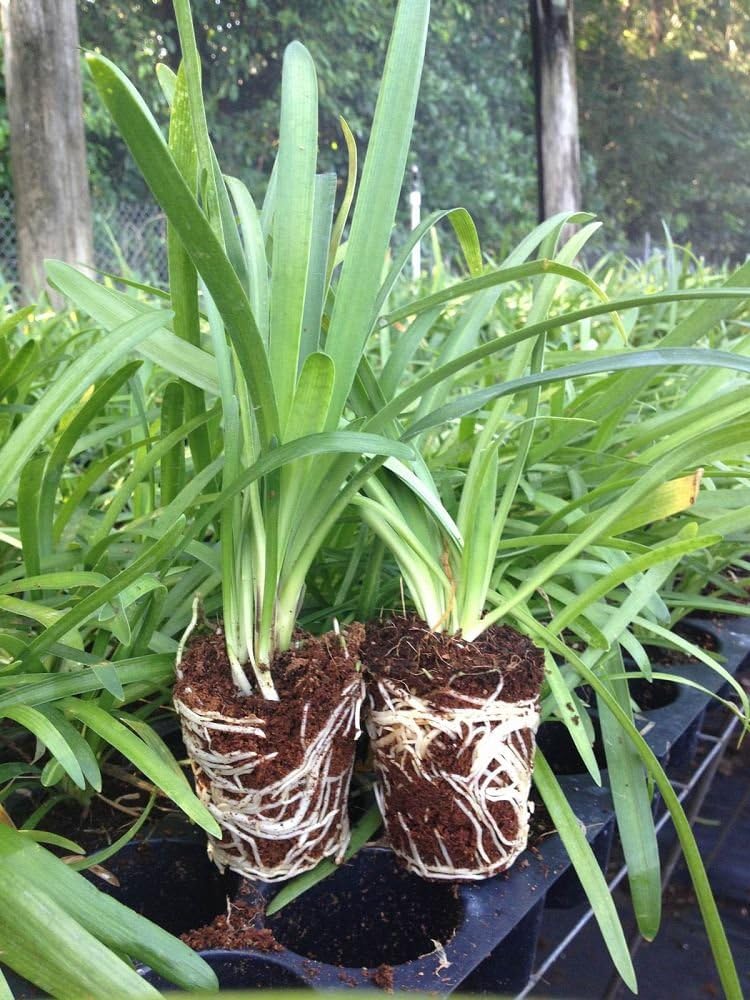 30 Live Blooming Ornamental Plants N98188