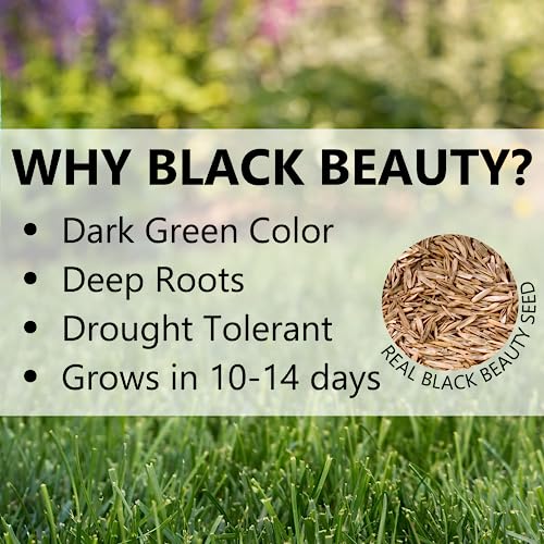 Black Beauty Grass Seed 7 lb V5787