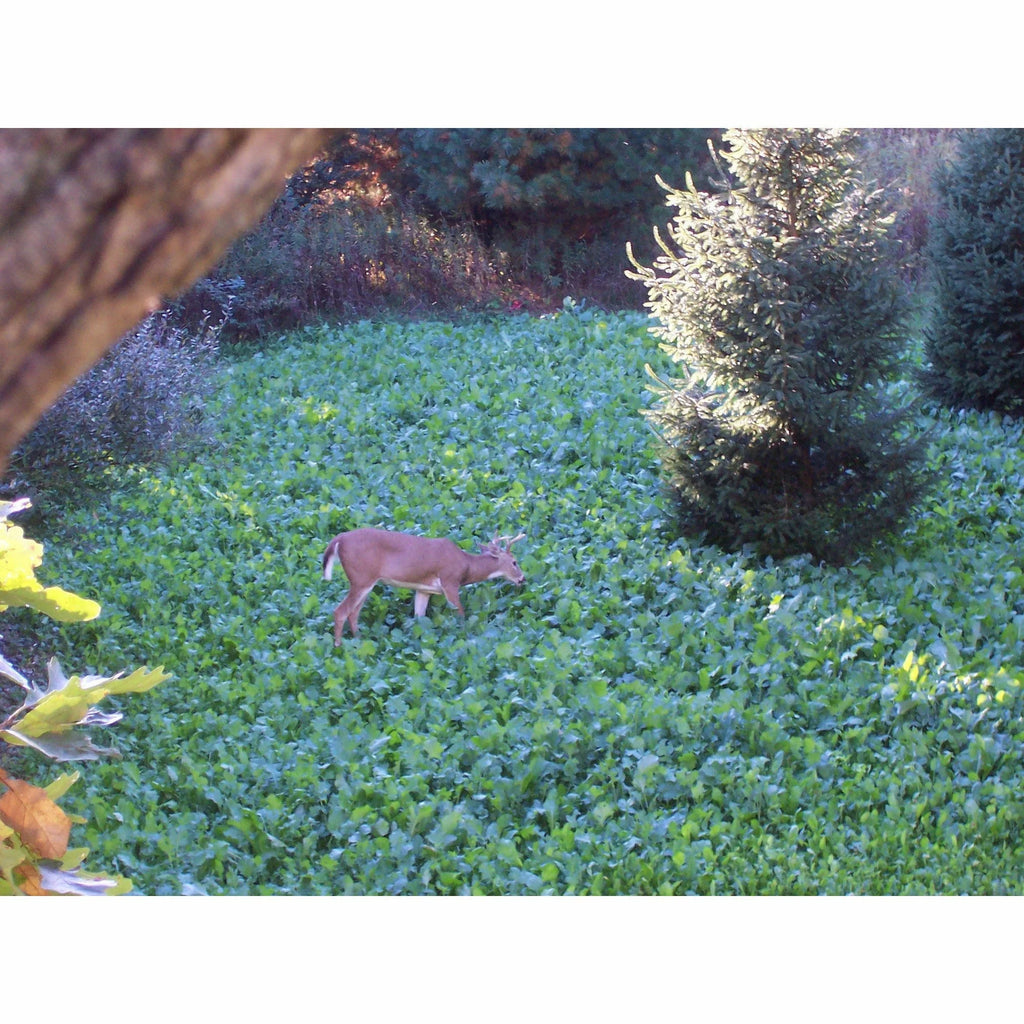 50lb Deer Food Plot Seed Mix I531963