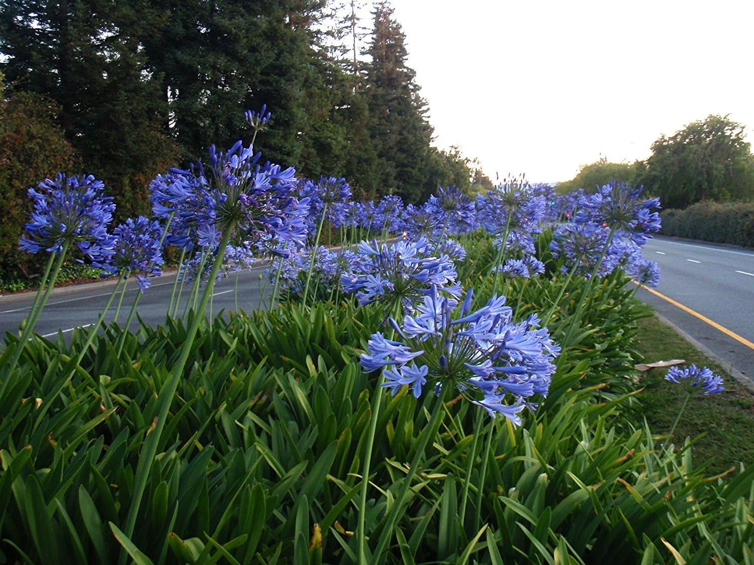 30 Live Blooming Ornamental Plants N98188